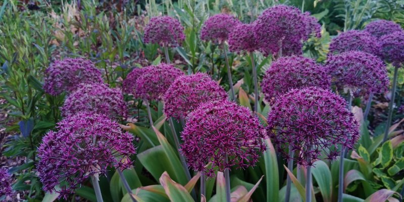 Allium 'Ostara' Laukka